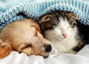 Une taxe sur les chats et les chiens en France en 2025 ?
