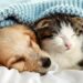 Une taxe sur les chats et les chiens en France en 2025 ?