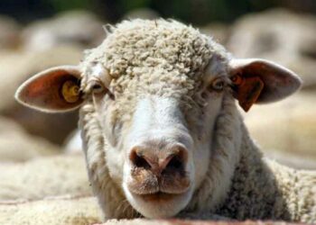 Aïd el-Adha 2025 en France : prison ferme et 15000€ d'amende