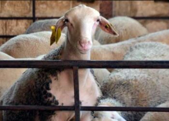 Aïd el-Adha 2025 en France : de nouvelles dispositions annoncées