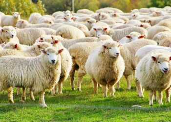 En France, des mosquées appellent à ne pas acheter de moutons de l'Aid el-Adha