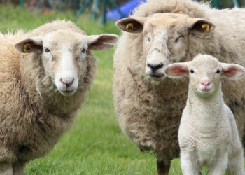 En France, un appel anonyme au boycott de l'Aid el-Adha 2025