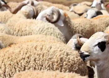 Aïd el-Adha 2025 en France : Ces préfectures fixent les règles