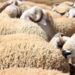 Aïd el-Adha 2025 en France : Ces préfectures fixent les règles