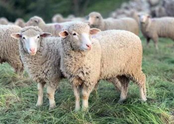 Aïd el-Adha 2025 : des moutons saisis en France