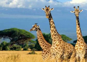 Ce pays est désormais accessible sans visa pour les Algériens