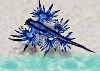 Une créature maritime sème la panique en Algérie et au Maroc