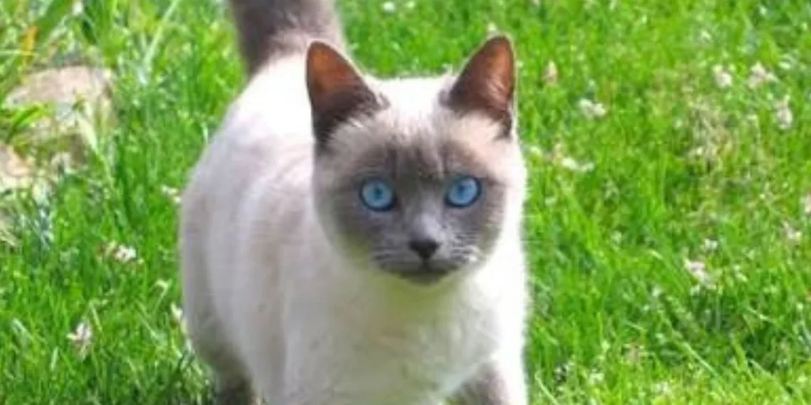 Chat siamois illustrant l’affaire d’un chaton acheté en Algérie et menacé d’expulsion de Belgique