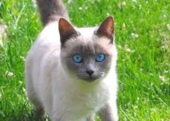 Chat siamois illustrant l’affaire d’un chaton acheté en Algérie et menacé d’expulsion de Belgique