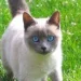 Chat siamois illustrant l’affaire d’un chaton acheté en Algérie et menacé d’expulsion de Belgique